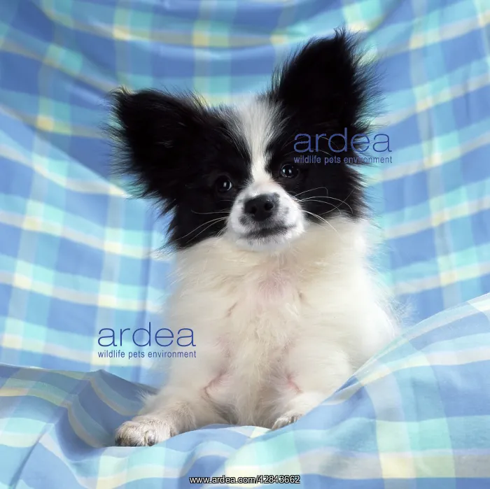 : Continetal Toy Spaniel / Papillon Dog : Continetal Toy Spaniel / Papillon Dog