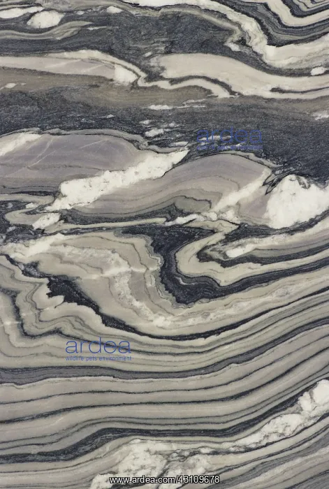 : Contorted Phyllite : Contorted Phyllite