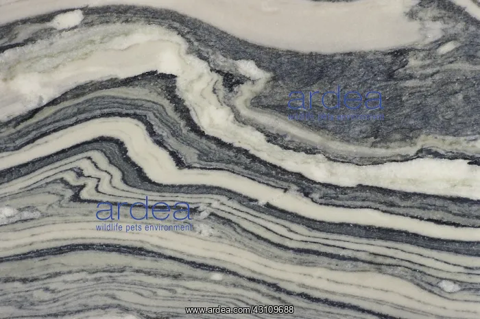 : Contorted Phyllite : Contorted Phyllite