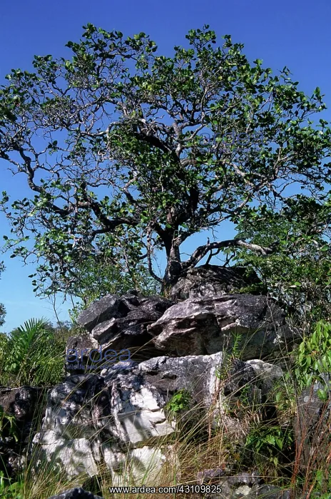 : Contorted tree : Contorted tree