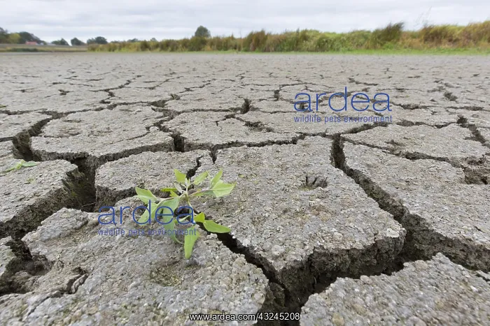 : Contraction cracks in a dry cut off part of the : Contraction cracks in a dry cut off part of the