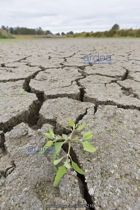 : Contraction cracks in a dry cut off part of the : Contraction cracks in a dry cut off part of the