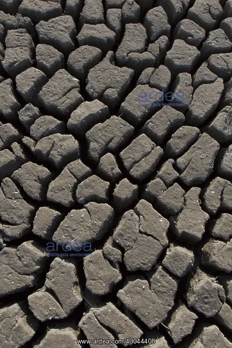 : Contraction cracks in a dry cut off part of a lake - Germany : Contraction cracks in a dry cut off part of a lake - Germany