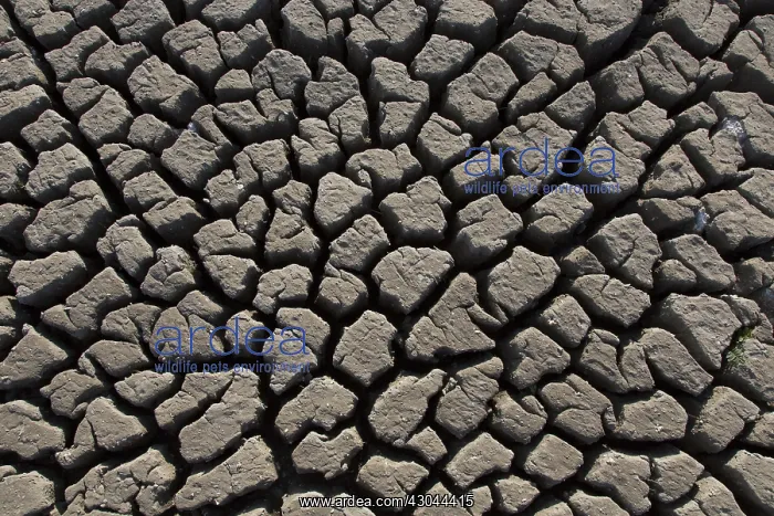 : Contraction cracks in a dry cut off part of a lake - Germany : Contraction cracks in a dry cut off part of a lake - Germany