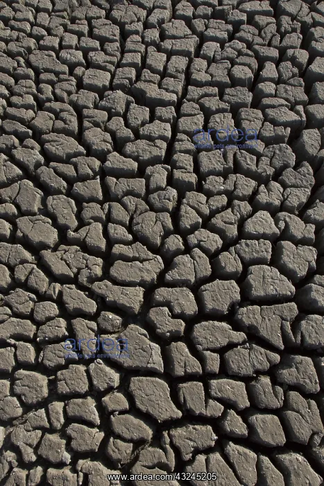 : Contraction cracks in a dry cut off part of a lake - Germany : Contraction cracks in a dry cut off part of a lake - Germany