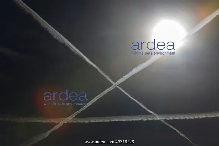 : Contrails : Contrails