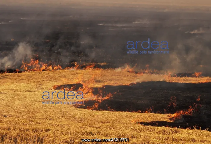 : Controlled Burn : Controlled Burn