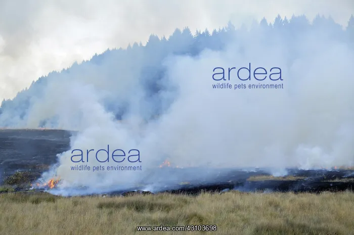 : Controlled Burn of Pasture : Controlled Burn of Pasture