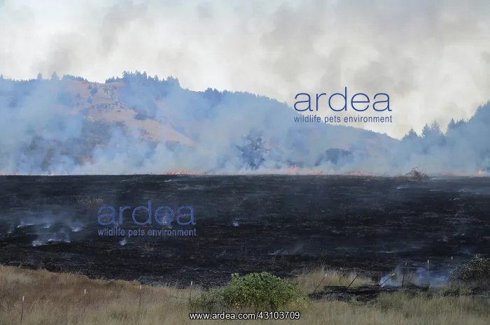 : Controlled Burn of Pasture : Controlled Burn of Pasture