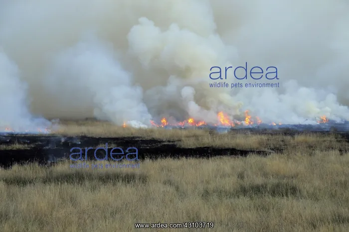 : Controlled Burn of Pasture : Controlled Burn of Pasture