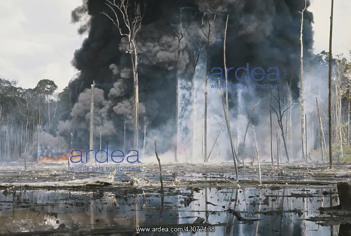 : Controlled Burn of Seepage Oil, Indonesia : Controlled Burn of Seepage Oil, Indonesia