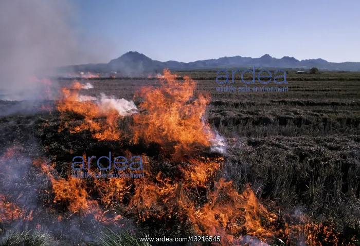 : Controlled Burning : Controlled Burning