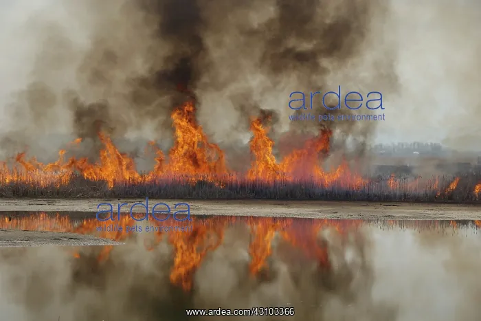 : Controlled Marsh Fire : Controlled Marsh Fire