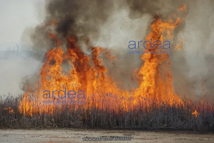 : Controlled Marsh Fire : Controlled Marsh Fire
