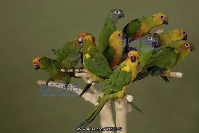 : Conure Parrots : Conure Parrots
