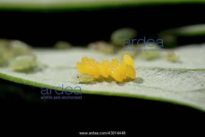 : Convergent Lady Beetle (Hippodamia convergens) : Convergent Lady Beetle (Hippodamia convergens)