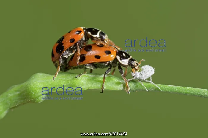 : Convergent Lady Beetle (Hippodamia convergens) : Convergent Lady Beetle (Hippodamia convergens)