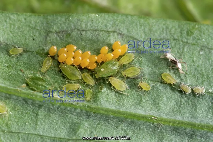 : Convergent Lady Beetle (Hippodamia convergens) : Convergent Lady Beetle (Hippodamia convergens)