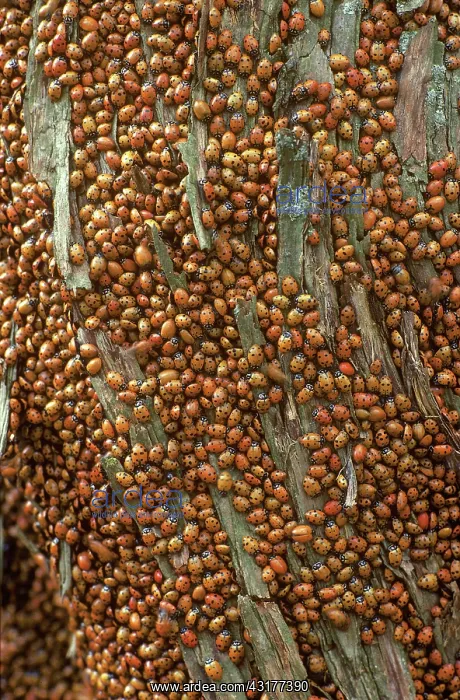 : Convergent Lady Beetles : Convergent Lady Beetles