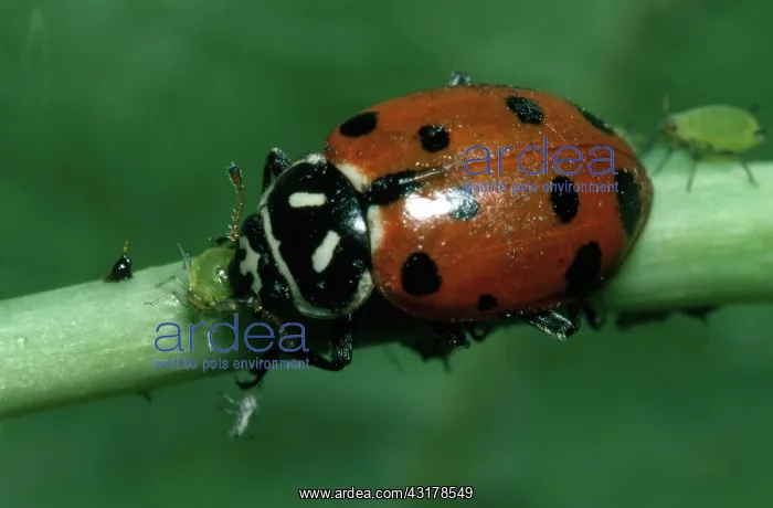 : Convergent Ladybeetle eating aphids : Convergent Ladybeetle eating aphids