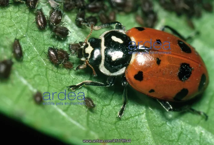  : Convergent Ladybeetle eating Cherry Aphids
