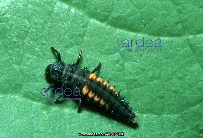 : Convergent Ladybeetle larva : Convergent Ladybeetle larva