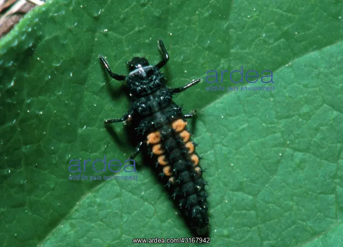 : Convergent Ladybeetle larva : Convergent Ladybeetle larva