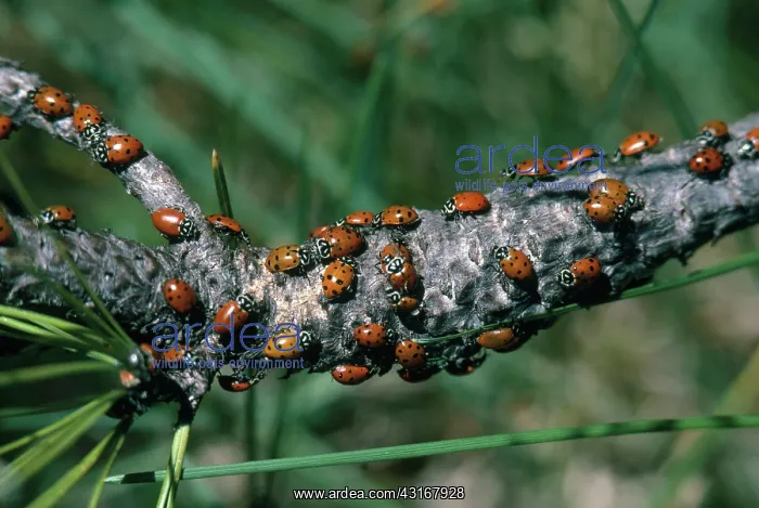 : Convergent Ladybeetles aggregating : Convergent Ladybeetles aggregating
