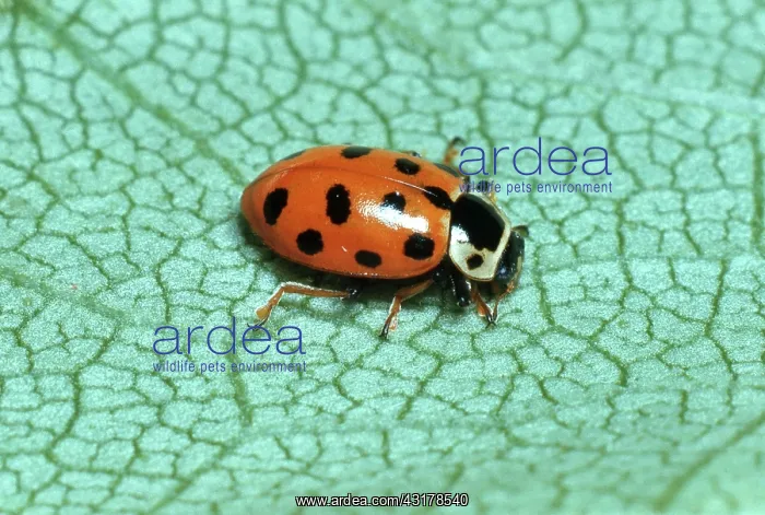 : Convergent Ladybird Beetle : Convergent Ladybird Beetle