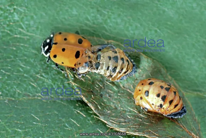 : Convergent Ladybug Beetle : Convergent Ladybug Beetle