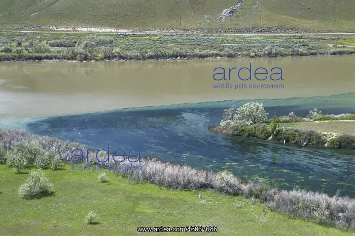 : Converging Rivers in Idaho : Converging Rivers in Idaho