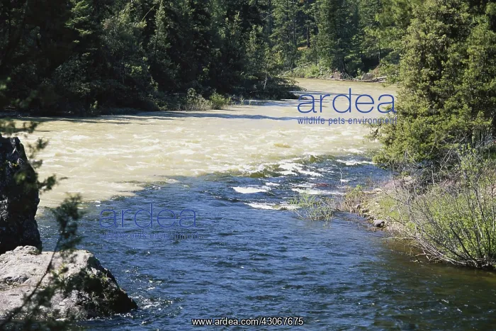 : Converging Rivers in Montana : Converging Rivers in Montana