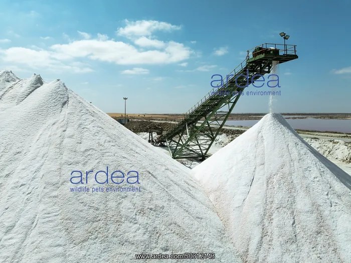 : Conveyor belt and salt heaps at the Walvis Bay Salt works : Conveyor belt and salt heaps at the Walvis Bay Salt works