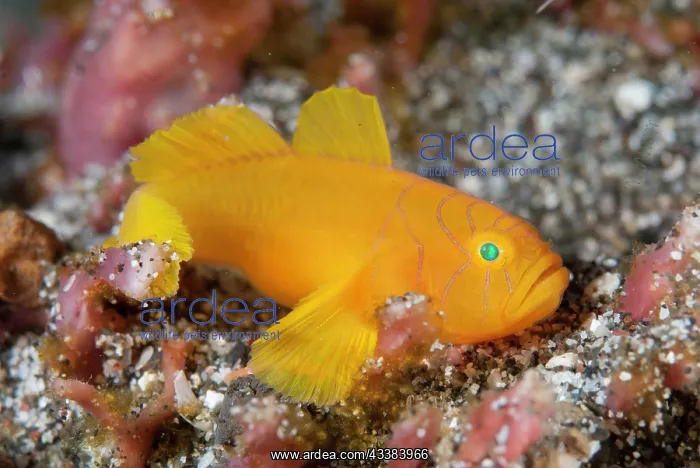 : Convict-Goby : Convict-Goby