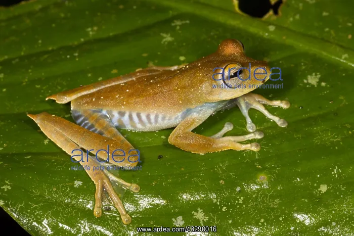 : Convict Tree Frog (Hypsiboas calcaratus) restin : Convict Tree Frog (Hypsiboas calcaratus) restin