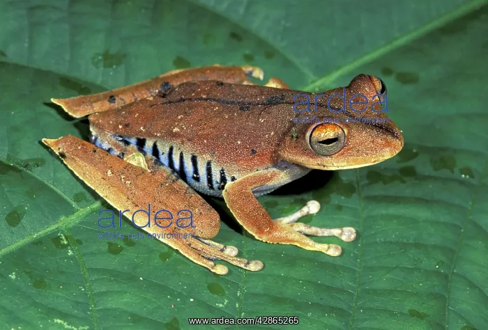 : Convict Treefrog : Convict Treefrog