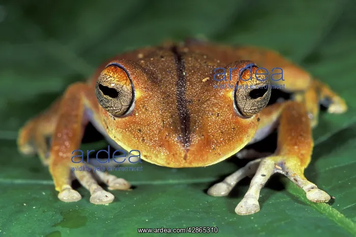 : Convict Treefrog : Convict Treefrog