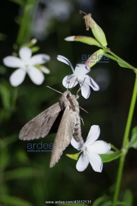: Convolvulus Hawk-moth (Agrius convolvuli) gathering : Convolvulus Hawk-moth (Agrius convolvuli) gathering