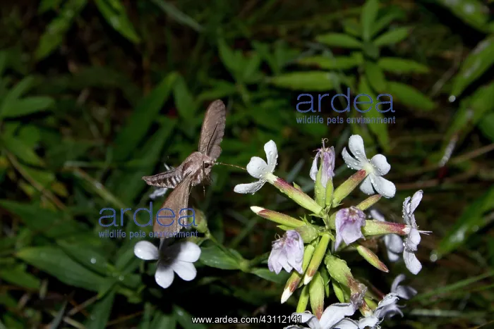 : Convolvulus Hawk-moth (Agrius convolvuli) gathering : Convolvulus Hawk-moth (Agrius convolvuli) gathering