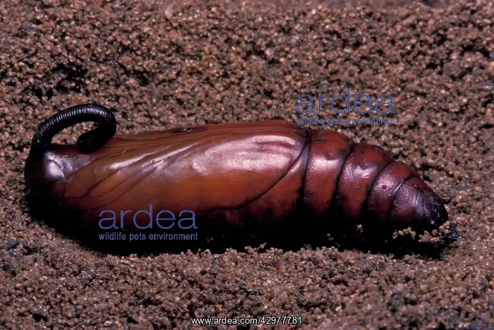 : Convolvulus Hawk-moth - Chrysalis in the soil : Convolvulus Hawk-moth - Chrysalis in the soil