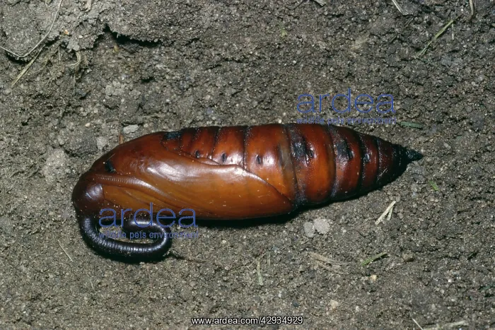 : Convolvulus Hawk-Moth - pupae : Convolvulus Hawk-Moth - pupae