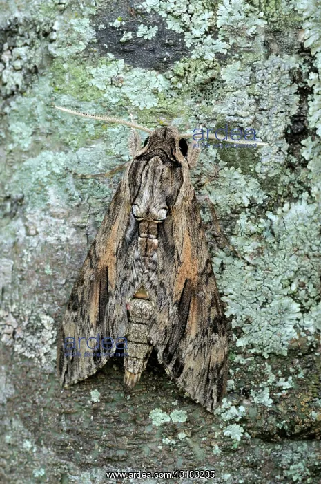 : Convolvulus hawkmoth : Convolvulus hawkmoth