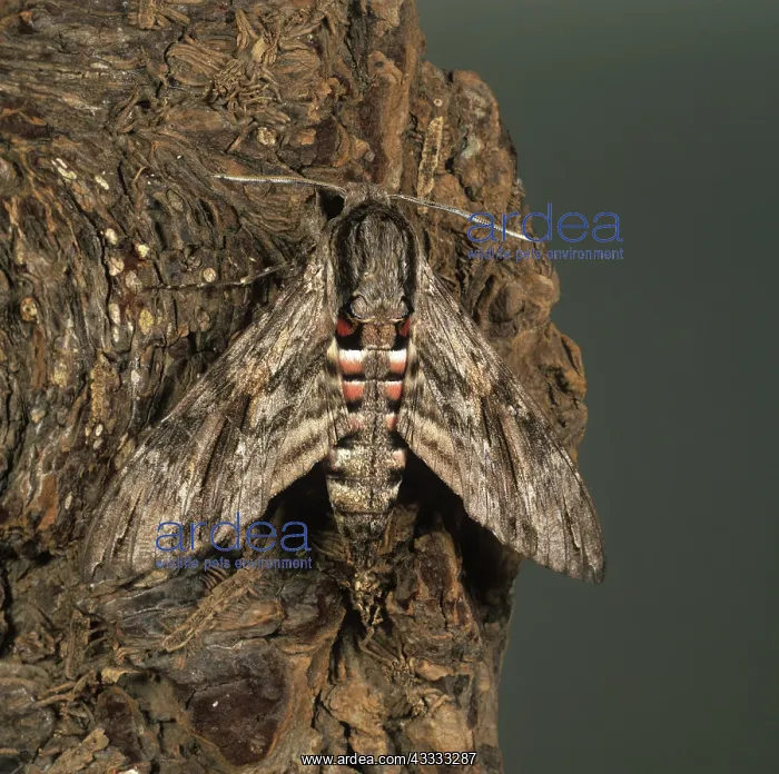: Convolvulus hawkmoth : Convolvulus hawkmoth
