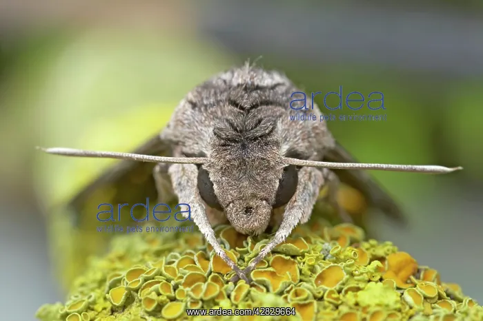 : Convolvulus Hawkmoth - Foreign Migrant : Convolvulus Hawkmoth - Foreign Migrant