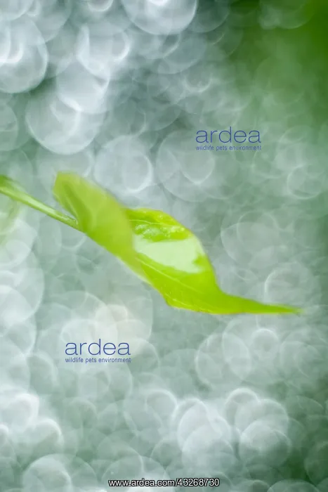 : Convolvulus Leaf and Water drops - Norfolk UK : Convolvulus Leaf and Water drops - Norfolk UK