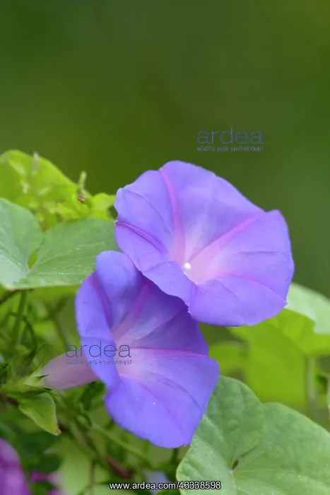  : Convulvulus - Minorca