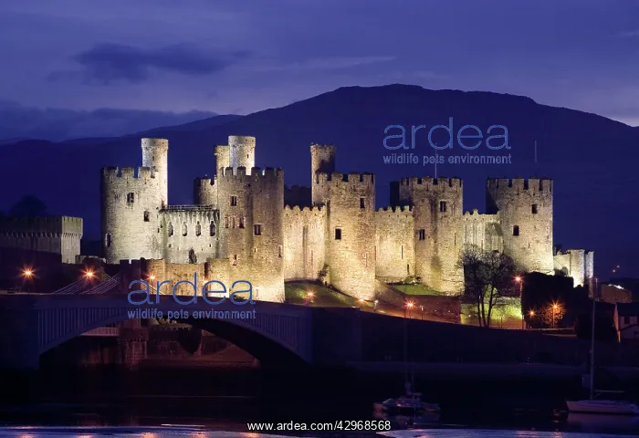 : Conwy Castle - being lit up at dusk - November : Conwy Castle - being lit up at dusk - November