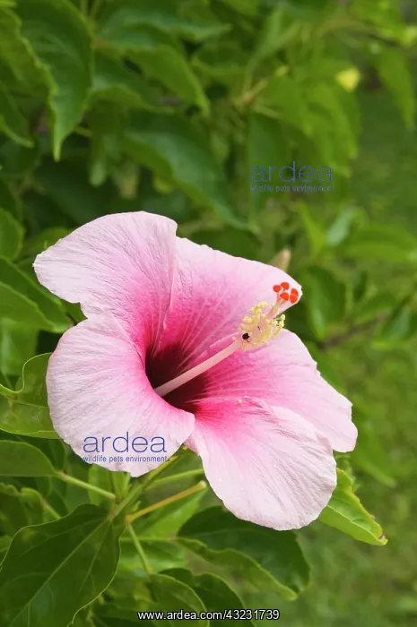 : Cook Islands, Atiu. Hibiscus flower : Cook Islands, Atiu. Hibiscus flower