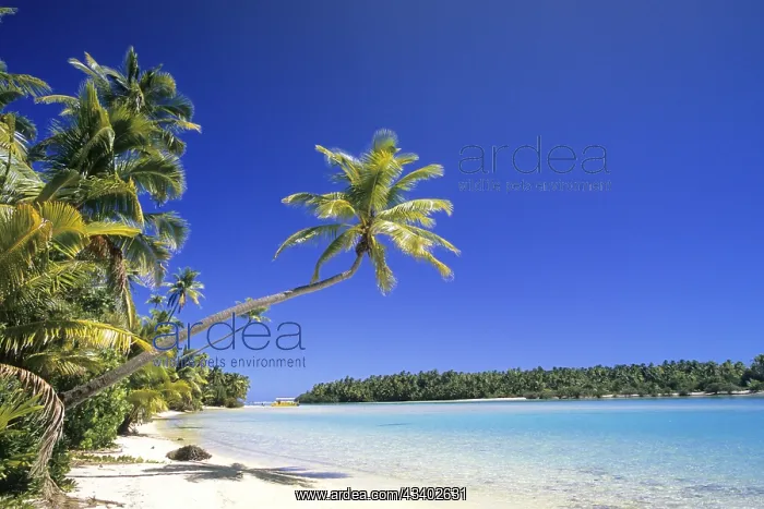 : Cook Islands, dream beach, palm beach, Aitutaki : Cook Islands, dream beach, palm beach, Aitutaki