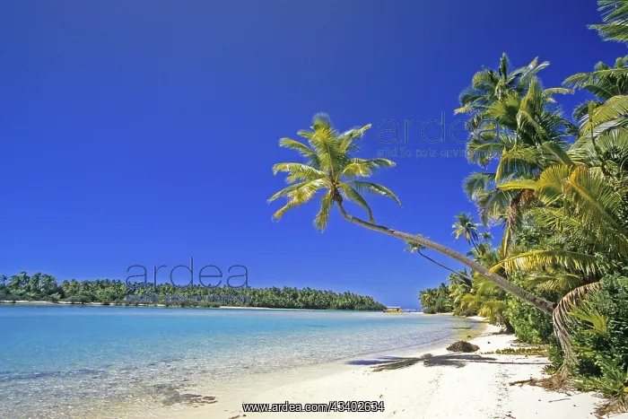 : Cook Islands, dream beach, palm beach, Aitutaki : Cook Islands, dream beach, palm beach, Aitutaki